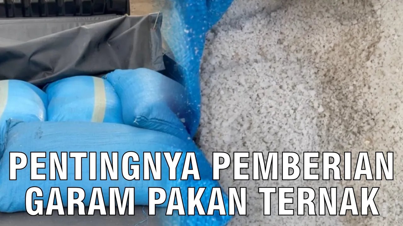 
                                 Pentingnya-Pemberian-Garam-Pakan-Ternak